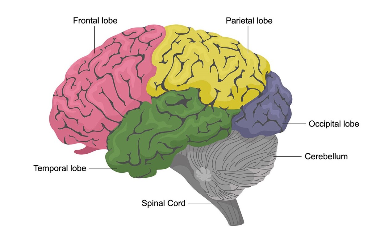 Brain Lobes Anatomy